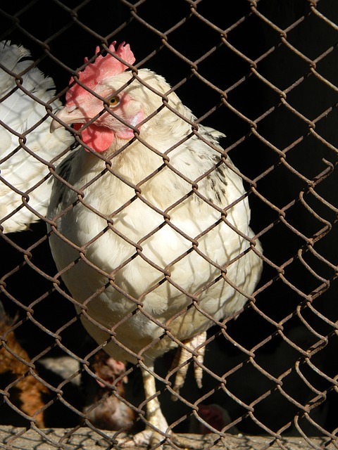 拉莫斯的例 拉莫斯的例